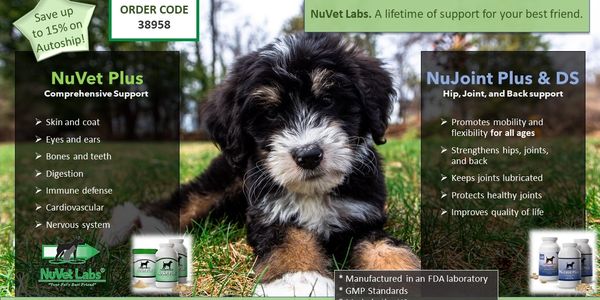 A NvVet Plus Poster With a Black Dog