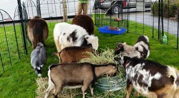 Animales para darle comida petting zoo