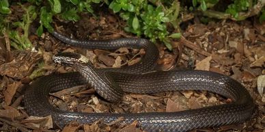 White Crown Snake