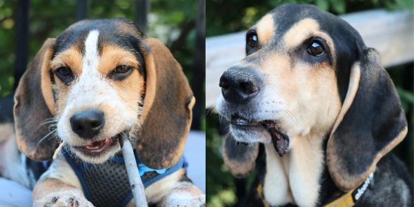Two close-up images of dogs with brown and black fur.