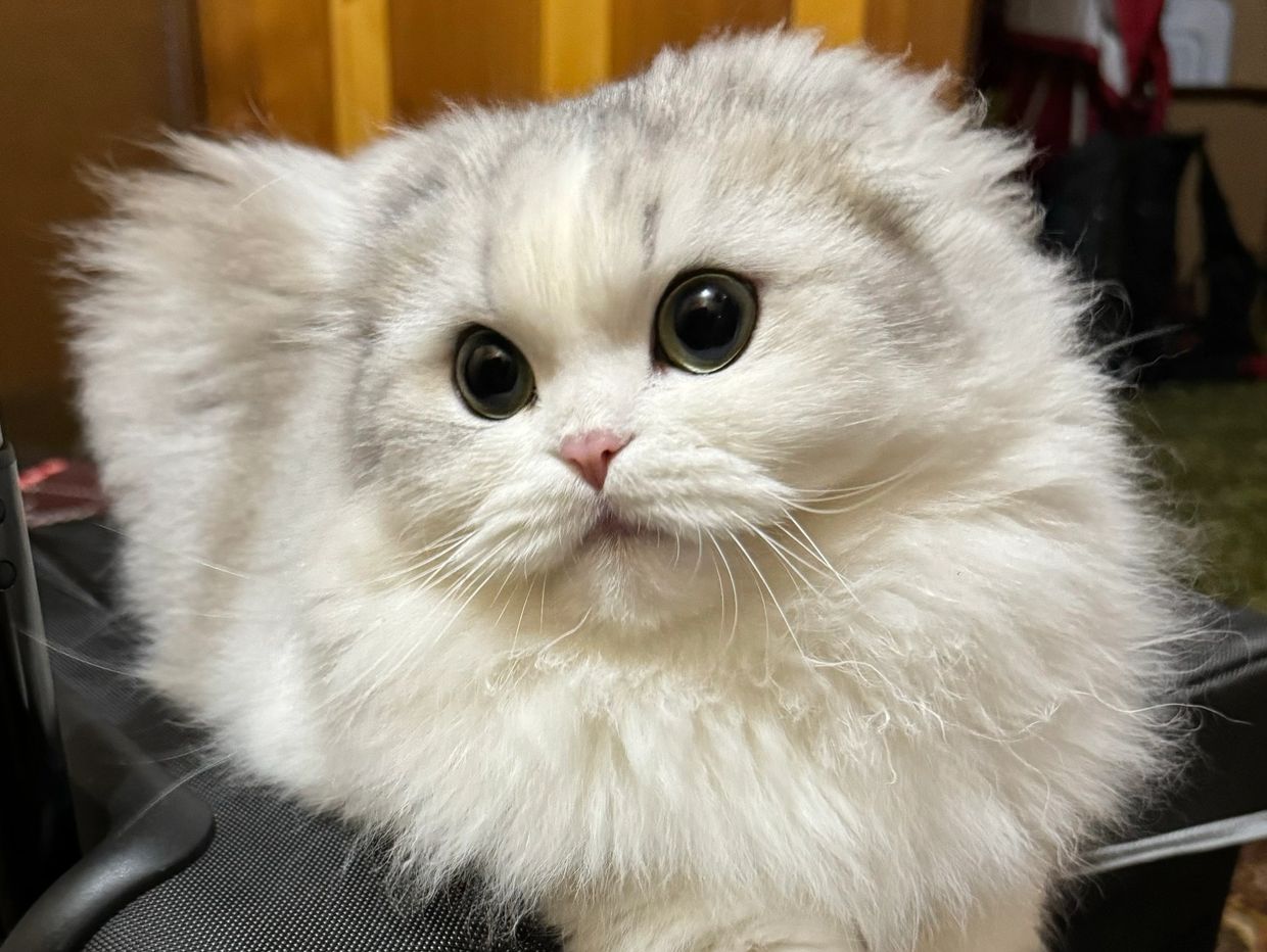 Fluffy white cat with large eyes.