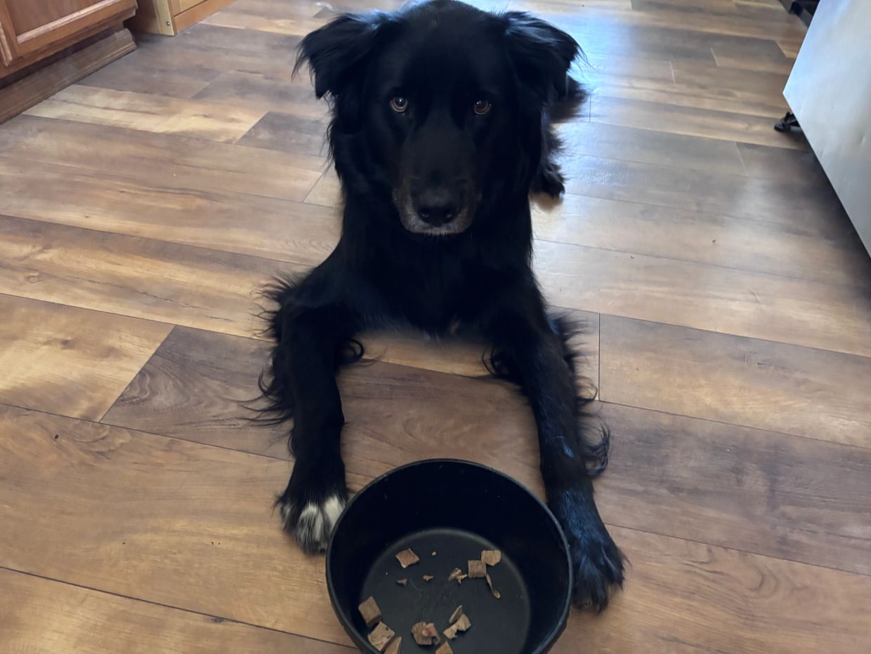 Black dog laying on floor with an empty food bowl.