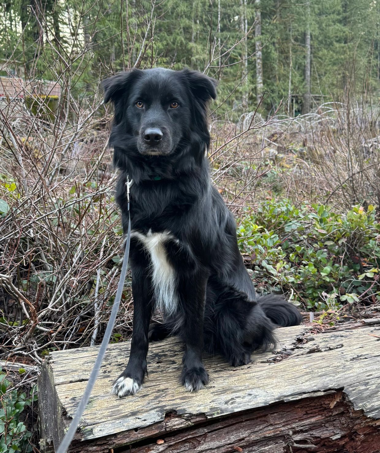 Black dog with white markings sitting on a log.