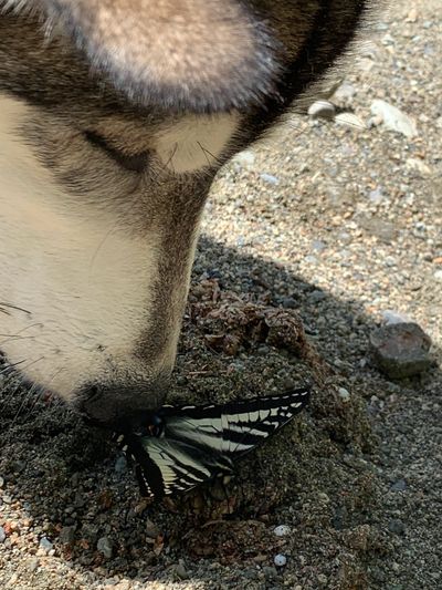 A dog curiously sniffs a butterfly resting on the ground.