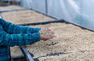 Person holding a handful of coffee beans in a drying facility.
