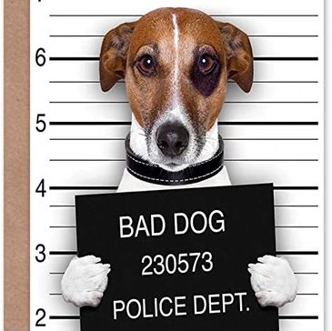 Small dog holding a bad dog sign