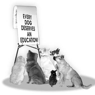 Small pack of six dogs reading a sign "every do deserves an education"