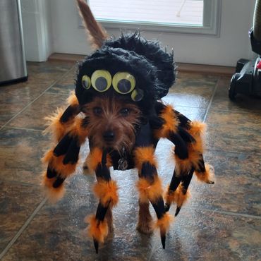 Dog dressed in a fuzzy spider costume with multiple eyes and orange accents.