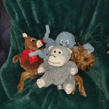 Small dog cuddled with stuffed animals on a green blanket.