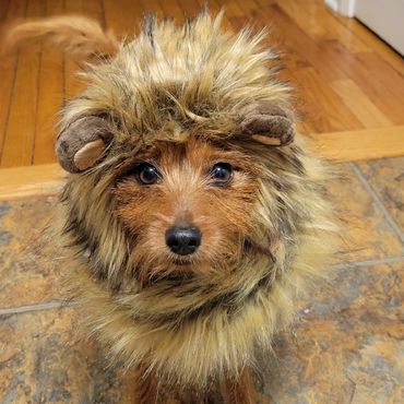 Dog wearing a lion mane costume with big eyes.
