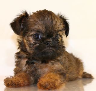 Brussels Griffon