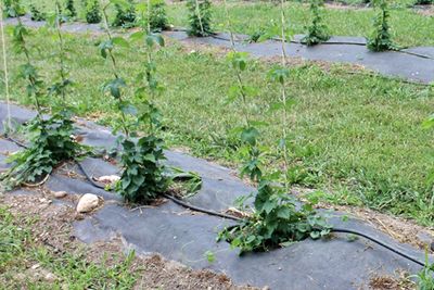 (Fig 6) Example of black landscape fabric