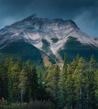 evergreen trees with a mountain in the background.
