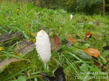 White shaggy mushroom growing among green grass and fallen leaves.
