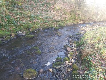 A peaceful stream flowing over moss-covered rocks in a wooded area.