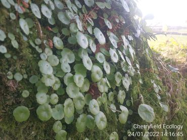 Green round leaves growing densely on mossy bark in natural light.