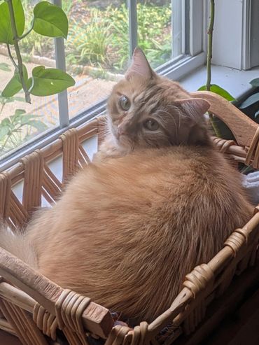 A long-haired orange and white cat sitting in a basket in front of a window.