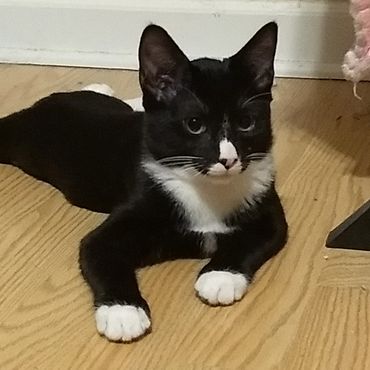 A black and white kitten.