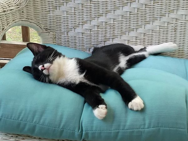 A black and white cat laying on a wicker chair.