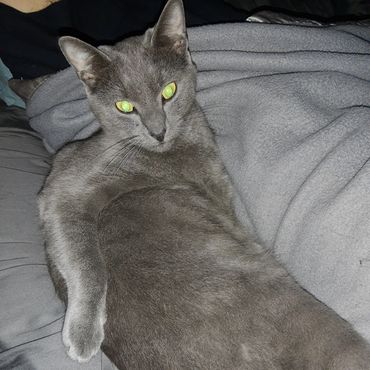 A gray cat laying oddly.