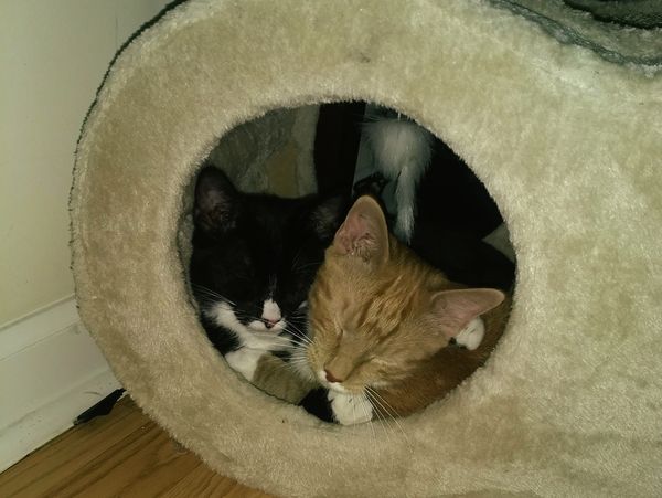 Two kittens in a cat house.