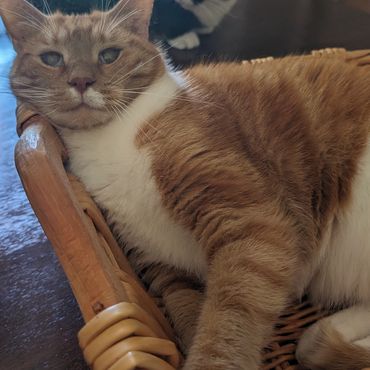 An orange and white cat in a basket.