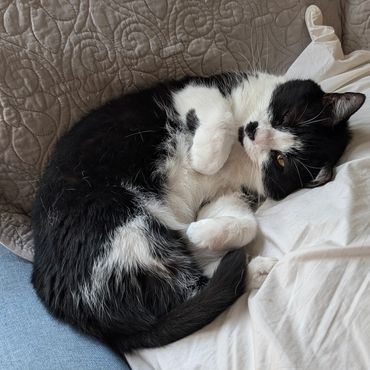 A black and whit cat laying upside down.