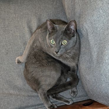 A gray cat sitting oddly in a chair.