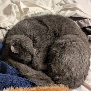 A gray cat sleeping in a ball, covering its face with its paw.