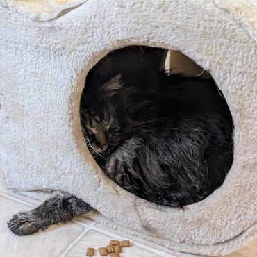 A tabby cat sleeping in a cat house with its paw sticking out.