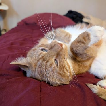 An orange and white cat laying upside down.