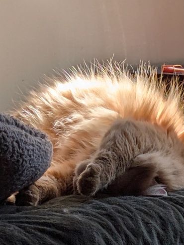 A long-haired orange and white cat laying upside down in the sun.
