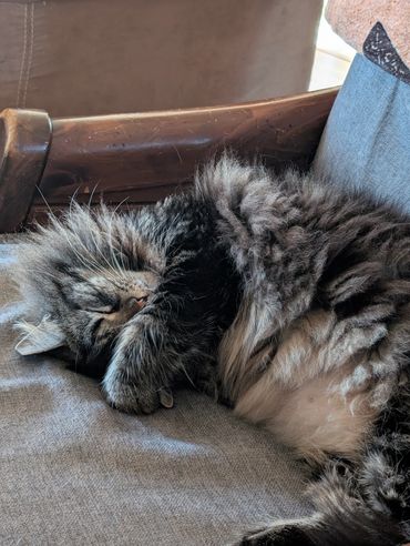 A long haired tabby cat sleeping in a chair covering its face with its paw.