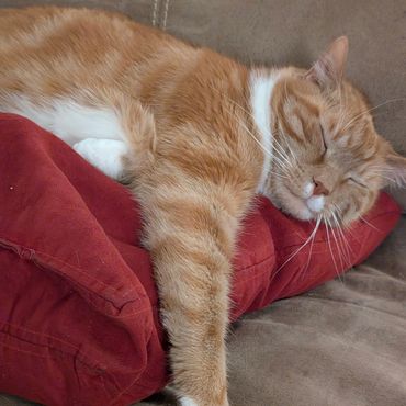 An orange and white cat sleeping on a red pillow.
