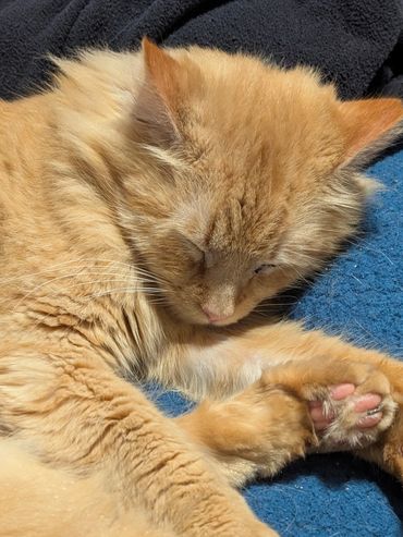 Close up of a nude colored cat sleeping.