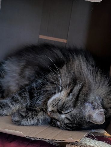 A long-haired tabby cat sleeping in a box.