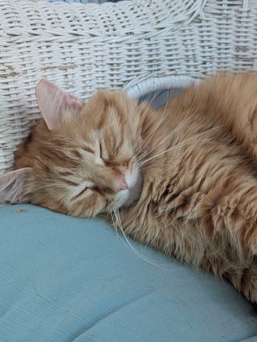 Close-up of an orange and white cat sleeping in a wicker chair.