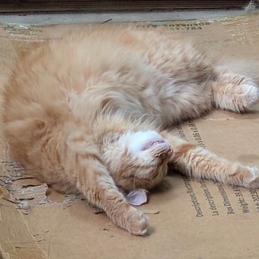 An orange and white cat sleeping upside down on a piece of cardboard.