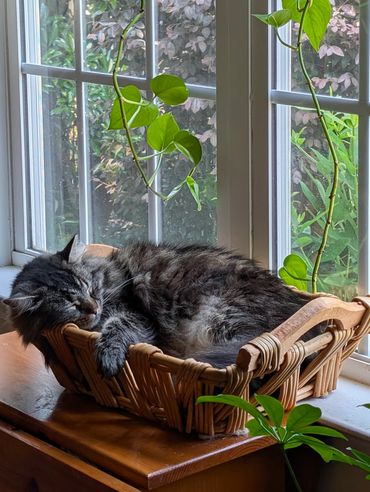 A long-haired tabby cat sleeping in a basket in front of a window.