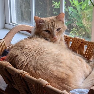 A nude colored cat laying in a basket in front of a window.