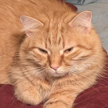 An orange and white cat sitting on a red pillow.