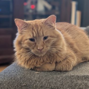 A nude colored cat laying on a gray blanket.