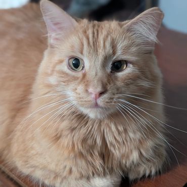 Close up of a nude colored cat.