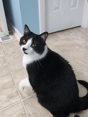 Photo of a black and white cat.