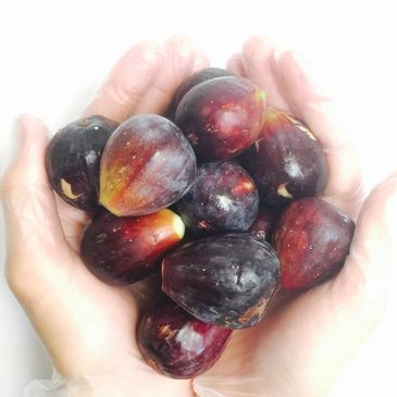 Fresh figs
