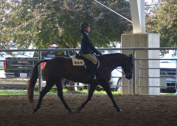 Hunter under saddle, English rider, 4-H, Iowa State Fair, horse show.