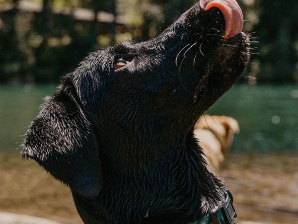 Wet black dog licking its nose near water.