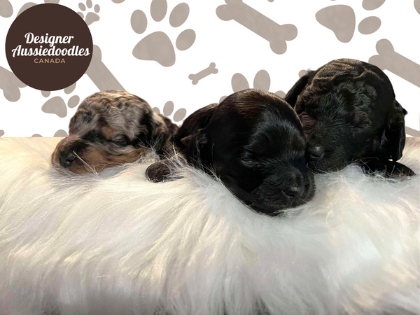 Professional pictures from Designer Aussiedoodles Canada of Tiny Aussiedoodle puppies raised in BC.