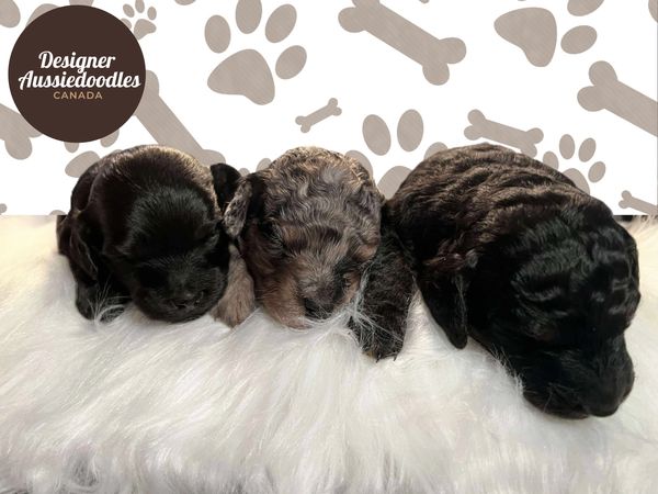 Group of Tiny Aussiedoodle Puppies that are available in Princeton BC. Well socialized and smart.