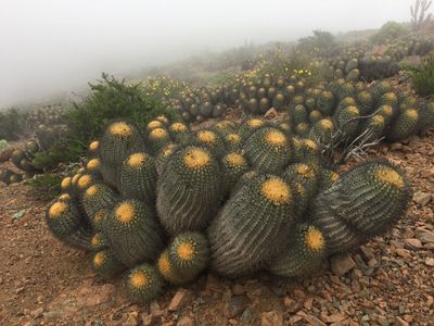 Copiapoa gigantea under coastal marine fog (Photo © Stefan (CC BY-NC 4.0) via iNaturalist)